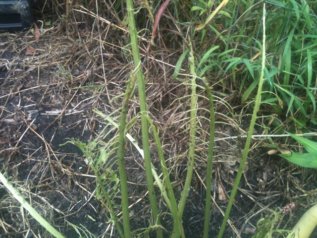 Horseradish1