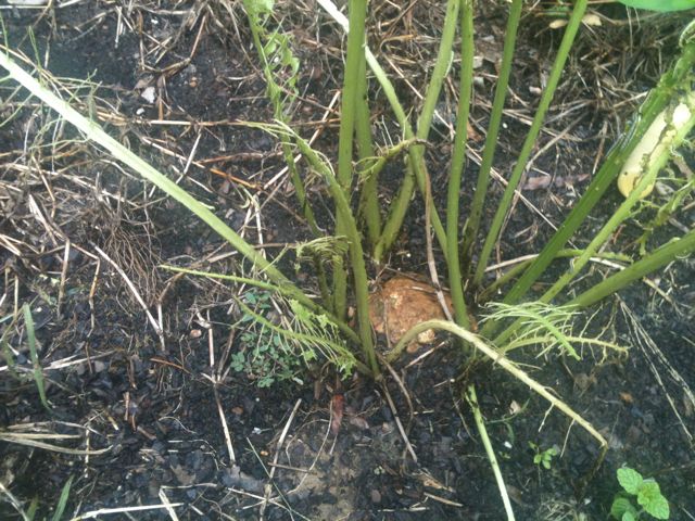Horseradish2